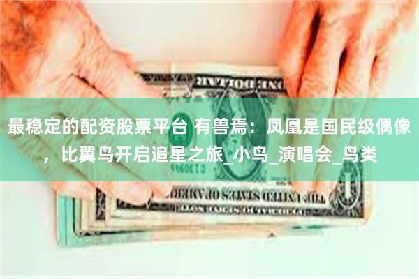 最稳定的配资股票平台 有兽焉：凤凰是国民级偶像，比翼鸟开启追星之旅_小鸟_演唱会_鸟类